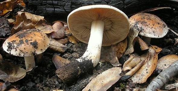 Großer Rettichfälbling, Foto 3