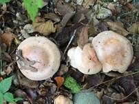 Großer Rettichfälbling, Foto 12