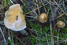 Großer Rettichfälbling, Foto 16