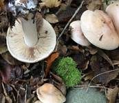 Großer Rettichfälbling, Foto 27