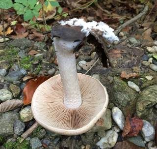 Großer Rettichfälbling, Foto 5