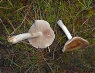 Großer Rettichfälbling, Foto 10