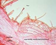Großer Scheidling, Foto 56