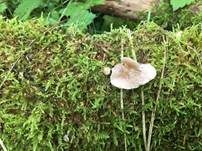 Großes Stummelfüßchen, Foto 15