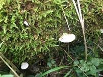 Großes Stummelfüßchen, Foto 19
