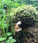 Großes Stummelfüßchen, Foto 20