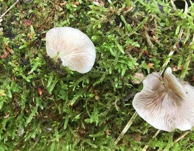 Großes Stummelfüßchen, Foto 4