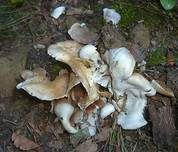 Großes Stummelfüßchen, Foto 8