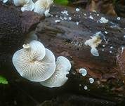 Großes Stummelfüßchen, Foto 9