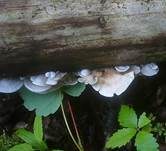Großes Stummelfüßchen, Foto 10