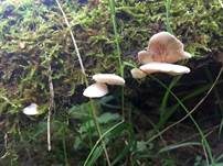 Großes Stummelfüßchen, Foto 11