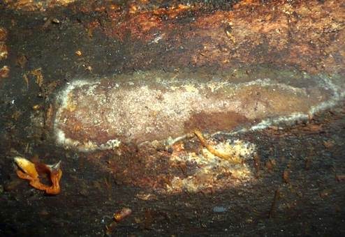 Großfrüchtige Kohlenbeere, Foto 3