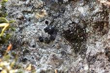 Großfruchtige Porpidia, Foto 12