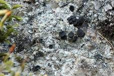 Großfruchtige Porpidia, Foto 7