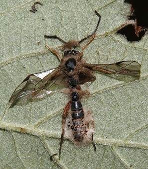 Großfrüchtiger Jochschimmel, Foto 5
