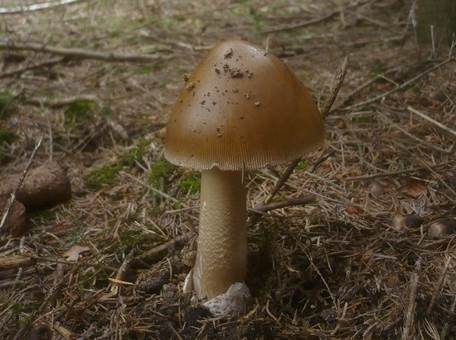 Grossscheidiger Scheidenstreifling, Foto 2