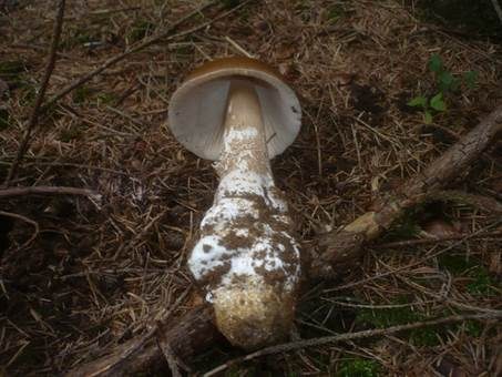 Grossscheidiger Scheidenstreifling, Foto 3