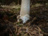 Grossscheidiger Scheidenstreifling, Foto 6