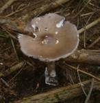 Grossscheidiger Scheidenstreifling, Foto 7