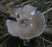 Grossscheidiger Scheidenstreifling, Foto 9