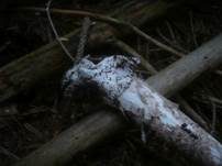 Grossscheidiger Scheidenstreifling, Foto 11