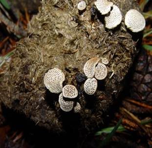Punktierte Porenscheibe, Foto 2
