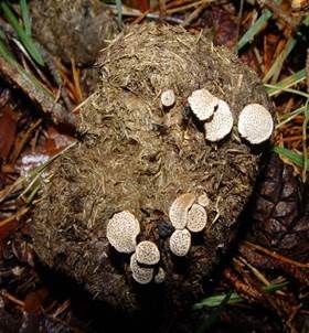Punktierte Porenscheibe, Foto 3