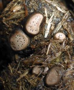 Punktierte Porenscheibe, Foto 5