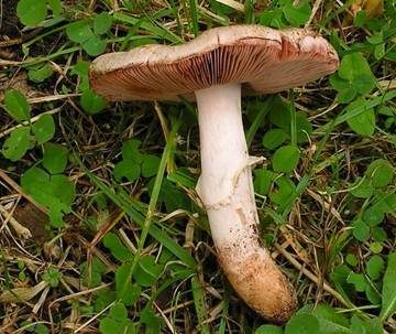 Großsporiger Blutchampignon, Foto 2