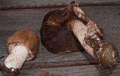 Großsporiger Blutchampignon, Foto 13