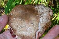 Großsporiger Blutchampignon, Foto 14