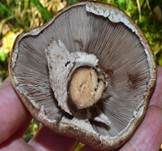 Großsporiger Blutchampignon, Foto 16
