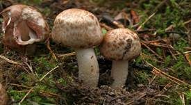 Großsporiger Blutchampignon, Foto 18