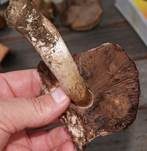 Großsporiger Blutchampignon, Foto 19