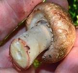 Großsporiger Blutchampignon, Foto 20