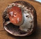 Großsporiger Blutchampignon, Foto 21