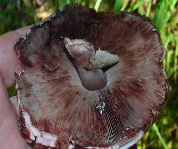Großsporiger Blutchampignon, Foto 4