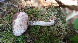 Großsporiger Blutchampignon, Foto 24