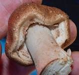 Großsporiger Blutchampignon, Foto 25