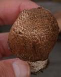 Großsporiger Blutchampignon, Foto 26