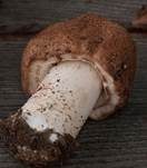 Großsporiger Blutchampignon, Foto 28
