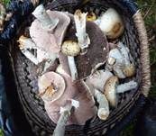 Großsporiger Blutchampignon, Foto 30