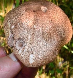 Großsporiger Blutchampignon, Foto 5