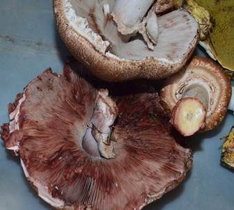 Großsporiger Blutchampignon, Foto 6