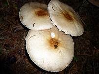 Großsporiger Blutchampignon, Foto 7