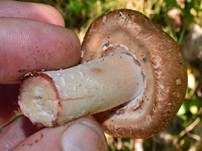 Großsporiger Blutchampignon, Foto 8