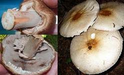 Großsporiger Blutchampignon, Foto 9