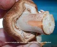 Großsporiger Blutchampignon, Foto 11