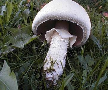 Großsporiger Champignon, Foto 2