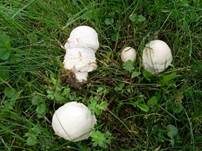 Großsporiger Champignon, Foto 13